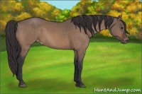 Horse Color:Brown Dun Varnish 