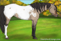 Horse Color:Brown Dun Snowcap Brindle 