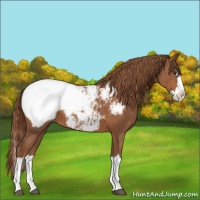 Horse Color:Chestnut Sabino Splash Appaloosa 