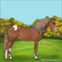 Horse Color:Chestnut Sabino Appaloosa