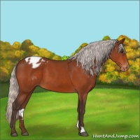 Horse Color:Silver Bay Appaloosa
