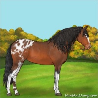 Horse Color:White Spotted Bay Appaloosa