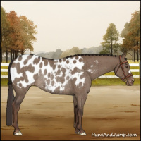 Horse Color:Liver Red Dun Appaloosa Rabicano Brindle