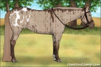 Horse Color:Liver Red Dun Appaloosa Brindle 