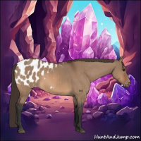 Horse Color:Bay Dun Appaloosa Brindle 