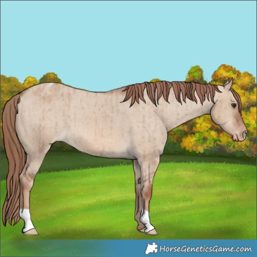 Horse Color:Red Dun Appaloosa Brindle 