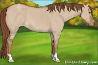 Horse Color:Red Dun Appaloosa Brindle 