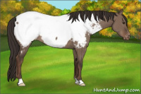Horse Color:Liver Red Dun Appaloosa Brindle 