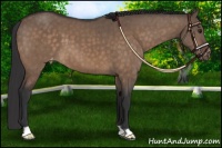 Horse Color:Brown Dun Appaloosa Brindle