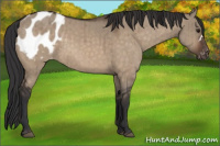 Horse Color:Brown Dun Appaloosa Brindle 