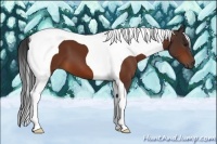 Horse Color:Bay Tobiano