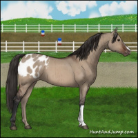 Horse Color:Brown Dun Blanket Brindle
