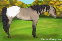 Horse Color:Brown Dun Snowcap Brindle
