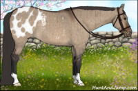 Horse Color:Brown Dun Appaloosa Brindle 
