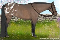Horse Color:Brown Dun Appaloosa Brindle
