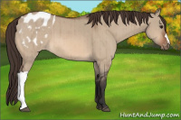 Horse Color:Brown Dun Appaloosa Brindle 