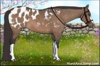 Horse Color:Brown Dun Appaloosa Brindle 