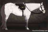 Horse Color:Platinum Bay Dun Appaloosa Brindle 