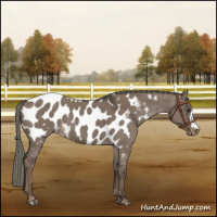 Horse Color:Liver Red Dun Mushroom Near Leopard Brindle 