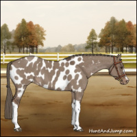 Horse Color:Liver Red Dun Mushroom Near Leopard Brindle 
