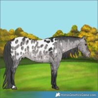Horse Color:Platinum Brown Dun Appaloosa Brindle 