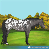 Horse Color:Platinum Brown Dun Appaloosa Brindle 
