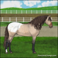 Horse Color:Bay Dun Appaloosa Brindle 