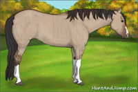 Horse Color:Bay Dun Brindle 