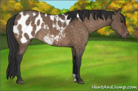 Horse Color:Brown Dun Appaloosa Brindle 