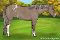 Horse Color:Liver Red Dun Mushroom Appaloosa Brindle 