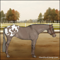 Horse Color:Liver Red Dun Mushroom Appaloosa Brindle