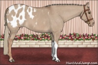 Horse Color:Red Dun Mushroom Appaloosa Brindle