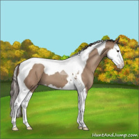 Horse Color:Classic Champagne Splash Tobiano 