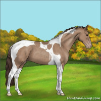 Horse Color:Classic Champagne Tobiano