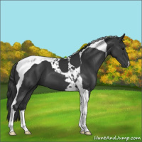 Horse Color:Black Tobiano 