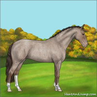 Horse Color:Classic Champagne Roan 