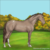 Horse Color:Classic Champagne Appaloosa 