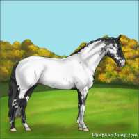 Horse Color:White Spotted Black Near Fewspot 