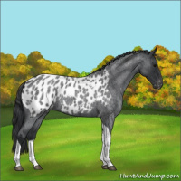 Horse Color:Blue Roan Tobiano Appaloosa 