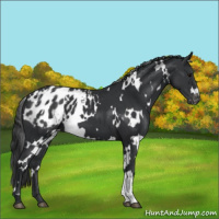 Horse Color:White Spotted Black Blanket 