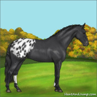 Horse Color:Blue Roan Appaloosa 