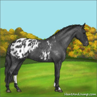 Horse Color:Blue Roan Appaloosa 