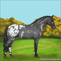 Horse Color:White Spotted Blue Roan Blanket 