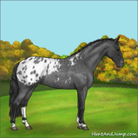 Horse Color:Blue Roan Appaloosa 
