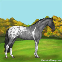 Horse Color:Blue Roan Tobiano Appaloosa