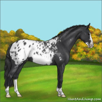 Horse Color:Blue Roan Frame Appaloosa 