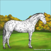 Horse Color:Blue Roan Appaloosa 