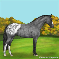 Horse Color:Blue Roan Appaloosa 