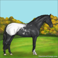Horse Color:Blue Roan Appaloosa 