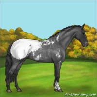 Horse Color:Blue Roan Near Fewspot 